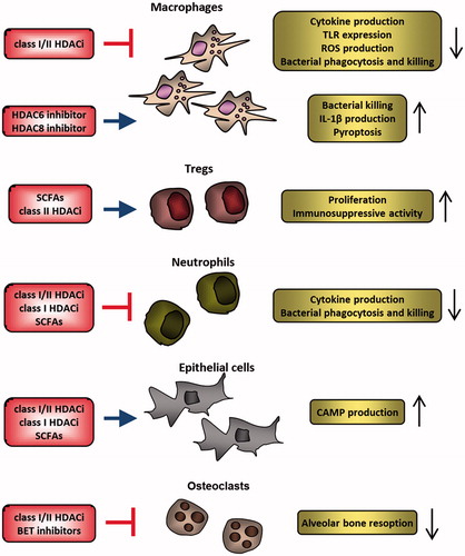 Figure 2. HDAC inhibitors regulate activation of several cell types involved in antimicrobial responses. Activation of inflammatory potential of macrophages is suppressed by inhibitors of class I/II HDACs, but specific inhibition of HDAC6 and HDAC8 facilitates elimination of certain pathogens. SCFAs produced by bacteria and class II HDAC inhibitors stimulate regulatory T cells, which protect the commensal microbiota from elimination by the immune system but could result in blunted immune response to pathogenic microorganisms. Similarly, SCFAs and HDAC inhibitors impair antimicrobial responses of neutrophils. Different classes of HDAC inhibitors and SCFAs stimulate epithelial cell production of CAMPs which contribute to pathogen elimination and stimulate the host immune response. HDAC inhibitors and BET protein inhibitors also prevent infection-related bone resorption by suppressing osteoclast function. CAMPs: cationic antimicrobial peptides; HDACi: HDAC inhibitors; ROS: reactive oxygen species; SCFAs: short chain fatty acids; Tregs: regulatory T cells.