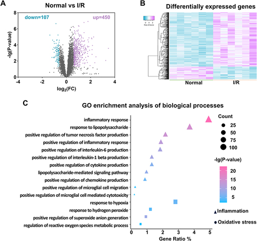 Figure 5 Bioinformatics analyses revealed that pro-inflammatory and oxidative stress pathways were enriched post retinal I/R injury. (A) Volcano plot showing the 557 differentially expressed genes (DEGs) between Normal and I/R retinas in the GSE20521 dataset from the GEO database. (B) Heat map showing the 450 up-regulated (purple), and 107 down-regulated (blue) genes. (C) Gene ontology (GO) enrichment analysis of the DEGs. n = 6/group. Fold change (FC) ≥ 1.5 or ≤0.67, P < 0.05.