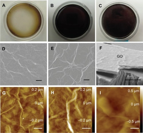 Figure 1 Digital photographs (A–C), SEM micrographs (D–F), and AFM topography (G–I) of GO film: GO film (A, D, F, and G); GO film reduced by ascorbic acid (B, E, and H); GO film reduced by sodium hydrosulfite (C and I), with (F) showing the film’s cut surface (labeled GO) as it appears on the culture dish (labeled PS).Note: Scale bars represent 10 μm (D and E), 5 μm (F), and 2 μm (G–I), respectively.Abbreviations: SEM, scanning electron microscopy; AFM, atomic force microscopy; GO, graphene oxide; PS, polystyrene.