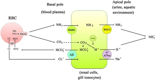 Figure 2. A simplified diagram illustrating the general mechanisms underlying the functionality of Rh-like ammonia transporters in mammalian renal cells and in gill ionocytes.