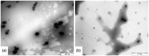 Figure 3. TEM images of (A) microemulsion and (B) microemulsion-based gel.