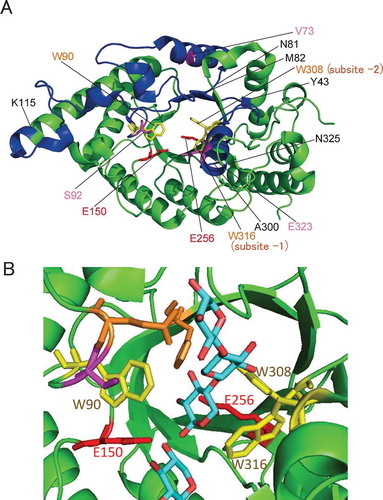 Figure 2. Structures of xylanases.Notes: The PyMOL program was used to visualize the whole structure of BhS7Xyn (PDB accession no. 2UWF) (A) and the active-site structure of GsXyn complexed with xylopentose (1R87) (B). Two catalytic Glu residues (Glu150 and Glu256) and three Trp residues (Trp90, Trp308, and Trp316) conserved are colored in red and yellow, respectively. Val73, Ser92, and Glu323 are colored in pink. The target regions to be mutated, Tyr43–Lys115 and Ala300–Asn325, are colored in blue, while other regions in green. The amino acid number indicates that corresponding to those of XynR.