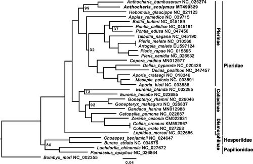 Figure 1. Inferred phylogenetic relationships among pierid butterflies based on whole mitogenome alignment excluding the extremely gappy control region. The domestic silkworm Bombyx mori was used as the outgroup. Bootstrap value at nodes is 100% unless indicated on the tree. GenBank accession numbers of all species used in this study are shown by the species name.
