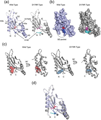 Figure 1. Crystal structures of wild-type and D179R PhoQ-SD.(a) Structures of wild-type (PDB code: 6A8U) and D179R (PDB code: 6A8V) PhoQ-SD are shown as ribbon diagrams. Asp179 (wild, red; D179R, magenta) and Lys186 (wild, blue; D179R, cyan) residues are shown as stick representation. (b) Surface structures of wild-type and D179R PhoQ-SD are shown. The SD pocket in the wild-type structure is circled with a broken line. (c) SD pocket estimated by CASTp program [Citation35]. The location and volume of the pockets are shown with colored balls (wild, red, 42 Å3; D179R blue, 45 Å3). (d) Superposition of wild-type and D179R PhoQ-SD structures shown as ribbon diagrams.