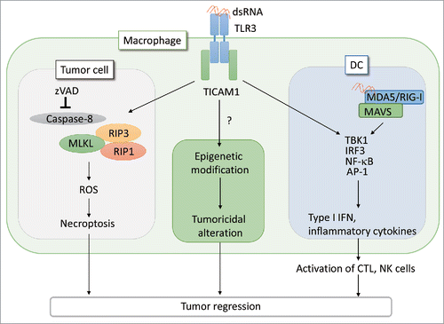 Figure 1. PolyI:C induces tumor necroptosis via the TLR3 -TICAM1 pathway. When CT26 cells are treated with pan-caspase inhibitor, zVAD, the interaction of TICAM1 and RIP3 is enhanced in response to poly(I:C), leading to cell death by necroptosis. In the absence of immune cells, this necroptosis pathway contributes to tumor regression in vivo. Necroptosis is induced in macrophages stimulated with poly(I:C).Citation2 Poly(I:C) also acts on DCs and macrophages to elicit effective CTL/NK activation and modify tumor microenvironment, respectively, as previously reported.Citation4-6 The antitumor response of TLR3 appears to be cell type-specific. Notably, tumor-infiltrated macrophages harbor all the signal axes inducible by poly(I:C)/TLR3 as illustrated. The functional alteration of macrophages may be associated with epigenetic status of the cells in inflammatory environment.