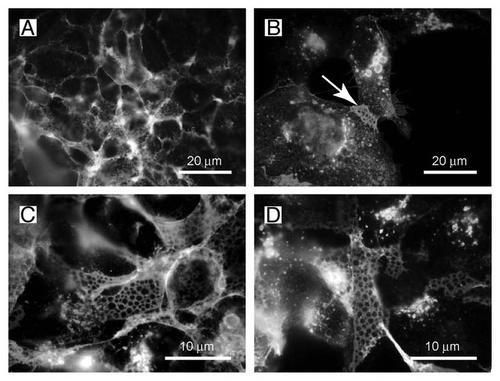 Figure 2 The net-like structures on the surface of HEK-TetOn cells show pores with a diameter of 1 ?m. (A and B) The net-like structures are preferentially observed at membrane regions where two cells touch each other (arrow). (C and D) The diameter of the pores is approximately 1 µm as determined at higher magnification.