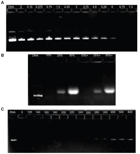 Figure 8 Protection of P123-polyethylenimine (PEI)-R13 on plasmid DNA. (A) Protection of plasmid DNA from degradation by DNase I at varying concentrations of 0 DNase I/μg DNA, 0.15 DNase I/μg DNA, 0.375 DNase I/μg DNA, 0.75 DNase I/μg DNA, 1.5 DNase I/μg DNA, 2.25 DNase I/μg DNA, 3 DNase I/μg DNA, 3.75 DNase I/μg DNA, 4.5 DNase I/μg DNA, 5.25 DNase I/μg DNA, 6 DNase I/μg DNA, 6.75 DNase I/μg DNA, and 7.5 U DNase I/μg DNA. (B) Protection of plasmid DNA from dissociation by serum at varying concentrations of 10%, 25%, and 50%. The lanes 10%, 25%, and 50% without “+” refer to the presence of only 10%, 25%, and 50% serum. The lanes 10%, 25%, and 50% with “+” refer to the presence of P123-PEI-R13/DNA complexes at w/w ratio 20 with different concentration of serum. (C) Protection of plasmid DNA from dissociation by sodium heparin at varying concentrations of 0 μg/mL, 120 μg/mL, 140 μg/mL, 160 μg/mL, 180 μg/mL, 200 μg/mL, 220 μg/mL, 240 μg/mL, 260 μg/mL, 280 μg/mL, 300 μg/mL, 400 μg/mL, 500 μg/mL, and 600 μg/mL.