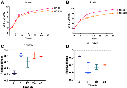 Figure 4 Fitness cost analysis of fosfomycin-resistant mutant NO.22. (A and B) Growth curve of drug-resistant mutant NO.22 and parental strain NO.22 cultured separately in vitro and in vivo. (C and D) Relative fitness of fosfomycin-resistant mutant NO.22R and parental strain NO.22 in co-culture in vitro and vivo. Relative fitness value less than 1 indicates fitness defect, which incurs fitness cost and a value greater than 1 indicates fitness benefit.