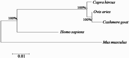 Figure 1. Phylogenetic tree of SQSTM1/p62 gene. Cashmere goat SQSTM1/p62 gene was aligned with other SQSTM1/p62 gene homologs, and a phylogenetic tree was constructed by neighbour-joining method using MEGA4.1. The species and Gene ID are Capra hircus (KY310590), Ovis Aries (XM_004011458), Bos Taurus (NM_001038539, Homo sapiens (KJ897404.1) and Mus musculus (NM_011185). The scale of evolutionary distance is 0.01.