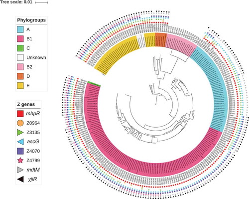 Figure 3. Distribution of the eight ivi genes in the EHEC strain collection. A phylogenetic tree was constructed after a core-genome multi-alignment with all 228 STEC strains and the O157 E. coli reference genome (NC_002695). Presence of each ivi gene is indicated by different coloured forms. Phylogroups are shown by colorizing the numbering of each strain and serotypes are written. All this information is indicated at the end of each branch of the phylogenetic tree.