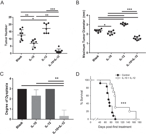 Figure 2. Oral IL-10 and IL-12 act synergistically to eradicate established disease and improve overall survival. (A, B) Colon tumor number and maximum diameter. APCmin/+/B fragilis mice were treated with oral particle-based therapy (blank, IL-10, IL-12, or a mixture of IL-10 and IL-12 particles) as in Figure 1. Mice were then euthanized, and tumor number (A) and maximum tumor diameter (B) in the mouse colon were assessed. Error bars = SD, n = 7–8 per group. (C) Histologic severity of disease. At the time of euthanasia, colons were fixed and H&E-stained sections were analyzed as in Figure 1. Error bars = SD, n = 3 per group. (D) Overall survival. APCmin/+/B fragilis mice were treated until euthanasia. n = 12 and 10 for control and experimental groups, respectively. Significance: *, **, *** denote p < 0.05, 0.01, 0.001, respectively