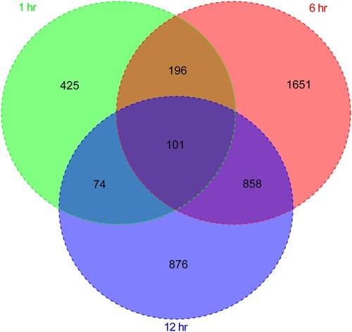 Figure 2. The Venn diagram compares differentially expressed genes at 1, 6, and 12 h after Brucella abortus infection.