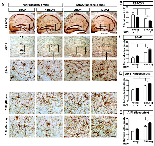 Figure 7. Neuronal loss paralleled by astro- and microgliosis in transgenic mice, by BafA1 treatment. Immunohistochemical assessment of neuronal loss and astrogliosis paralleled by a microgliosis. (A) Representative images of RBFOX3/NeuN+ neurons, GFAP+ astroglia and the microglial marker AIF1 in the hippocampus of SNCA-tg and non-tg mice treated with BafA1 or vehicle. The insets in the 1st row depict the region of quantification. Insets in the 2nd row depict regions which are magnified in the 3rd row. Scale bar for RBFOX3/NeuN in the hippocampus 50 μm, GFAP in the hippocampus 50 μm and 20 μm (2nd and 3rd row) and AIF1 in the hippocampus and the neocortex 20 μm (4th and 5th row). Quantification of cell number and optical density quantification of (B) the neuronal marker RBFOX3/NeuN+, (C) the astroglial marker GFAP, (D) the microglial marker AIF1 in the hippocampus, and (E) AIF1 in the neocortex of SNCA-tg mice compared to non-tg mice. (B) to (E) Effects of BafA1 treatment in the hippocampus of SNCA-tg mice compared to vehicle treatment. All values are mean + s.e.m; differences are significant at (#) P < 0.05, unpaired t test, and at (*) P < 0.01.