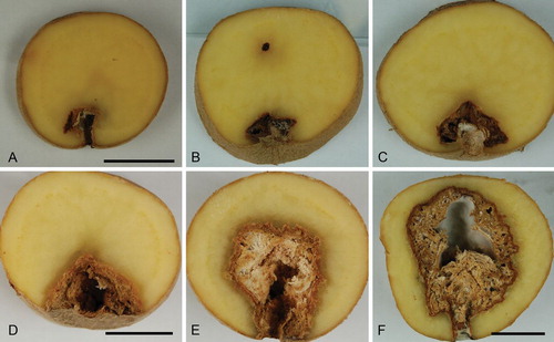 Fig. 3 A–F. Dry rot symptoms of potato tubers artificially infected with Fusarium solani. Tubers in A and B infected with strain NRRL 66303 (FRC S-2561, CBS 140075, G.J.S. 09-1464); C, D, E with ex-epitype strain NRRL 66304 (FRC S-2364, CBS 140079, G.J.S. 09-1466); F with FRC S-2368 (G.J.S. 09-1471). Scale bars: A, D, F = 2 cm. A applies for B, C; D applies for E.