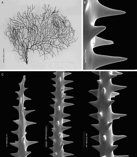 Figure 4 Antipathes craticulata n. sp., holotype NIWA 19800 (schizoholotype USNM 1202927/SEM stub 338). A, Colony; B, close-up view of spines; C, spines on branchlets.