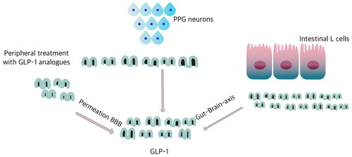 Figure 1. Cerebral GLP-1s drive from multiple sources. GLP-1s from PPG neurons, as a peptide neurotransmitter, regulate the function of various brain nuclei via activating GLP-1Rs.Periperal treatment with GLP-1R agonists can permeate BBB and get access to cerebral nuclei, besides this, intestinal GLP-1s secreted by L cells cooperation with intestinal microorganisms transport to cerebrum for neuroprotection through Gut-Brain-axis.