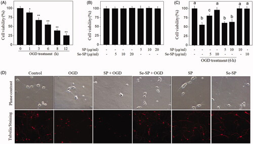 Figure 2. Se-SP inhibits OGD-induced neuronal toxicity. (A) Time-dependent cytotoxicity of OGD treatment on primary neurons. Primary neurons were cultured for 1–12 h under OGD condition. (B) Cytotoxicity of Se-SP or SP towards primary neurons. Primary neurons were treated with 5–20 μg/mL Se-SP or SP for 48 h. (C) Se-SP inhibits OGD-induced neuronal toxicity. Primary neurons were treated with 5 and 10 μg/mL Se-SP (or SP) or/and co-treated with OGD treatment for 6 h. Neural viability was determined using MTT assay. (D) Neuronal morphology. Morphology of primary neurons with or without tubulin staining was determined by phase contrast and fluorescence microscope (magnification, 200×). Bars with ‘*’ or ‘**’ represents p < 0.05 and p < 0.01, respectively. Bar with different letters means the statistic difference at p < 0.05.