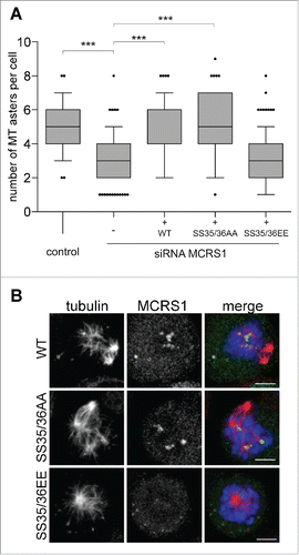 Figure 2. Role of MCRS1 phosphorylation at Ser35/36 in chromosomal MT assembly. (A) MT regrowth experiment. Data obtained from 3 independent experiments counting the number of MT asters in more than 60 cells per condition and per experiment. Box-and-whisker plot: boxes show the upper and lower quartiles (25–75%) with a line at the median, whiskers extend from the 10th to the 90th percentile and dots correspond to outliers. Expression of MCRS1 WT or MCRS1 SS35/36AA rescues the silencing phenotype but not SS35/36EE. t test, *** corresponds to p <0,05. (B) Immunofluorescence images of cells quantified in A showing the localization of the MCRS1 variants during MT regrowth. Cells were fixed 5 min after nocodazole washout and then stained for tubulin (red), MCRS1 (green) and DNA (blue). Maximum projections of confocal images are presented. All the MCRS1 versions localize to the chromosomal MT asters and not to the centrosomal ones. Scale bars 5 µm.