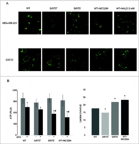 Figure 8. Mitochondrial morphology, membrane potential, ATP and lactate levels in WT cells and in SIRT5 clones. (A) MDA-MB-231 and C2C12 WT, SIRT5+ and SIRT5- cells as well as WT cells treated with NH4Cl for 24 h were incubated with JC-1 to assess mitochondrial membrane potential as described under Material and Methods. Pictures of mitochondria were taken at 60x with a LSM510 Zeiss Confocal Microscope. (B) Left side. MDA-MB-231 WT cells, either treated with MC3482 or left untreated, as well as SIRT5+ and SIRT5- cells were processed to obtain whole cellular extracts. ATP levels were measured using an ATP/ADP assay kit according to the manufacturer's protocol. Alternatively, ATP levels were also measured in the presence of the glycolysis inhibitor 2DG for 17 h. Data are representative of at least 3 separate experiments. *Significantly different from non treated cells. #Significantly different from WT and SIRT5+ cells treated with 2DG (P < 0.01). Significance was set at P < 0.05. Right side. MDA-MB-231 cells in the presence or absence of MC3482, as well as SIRT5+ and SIRT5- clones were kept in culture for 3 d Lactate levels were measured in the culture medium as reported under Materials and Methods. Data are representative of at least 3 separate experiments. *Significantly different from WT cells. Significance was set at P < 0.05.