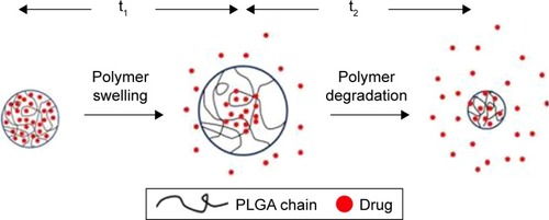 Figure 4 Schematic diagram explaining pH-dependent drug release shape.Note: Reprinted from Jia H, Kerr LL. Kinetics of drug release from drug carrier of polymer/TiO2 nanotubes composite-pH dependent study. J Appl Polym Sci. 2015;132:41750,Citation77 with permission from John Wiley and Sons.Abbreviation: PLGA, poly(lactic-co-glycolic acid).