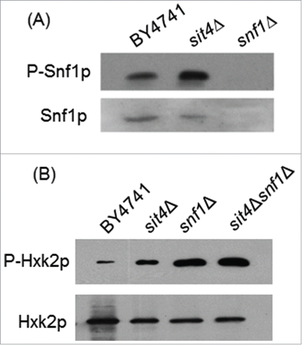 Figure 5. Snf1p activation does not mediate Hxk2p phosphorylation in sit4Δ cells. (A) Protein extracts from S. cerevisiae BY4741, sit4Δ and snf1Δ cells were analyzed by immunoblotting using anti-Snf1 or anti-AMPK (phospho T172) as described in Materials and Methods. (B) Hxk2p-GFP was immunoprecipitated from protein extracts of S. cerevisiae BY4741, sit4Δ, snf1Δ and sit4Δsnf1Δ cells and analyzed by immunoblotting using anti-GFP or anti-phosphoserine as described in Materials and Methods. Representative blots are shown (out of 3 independent experiments).
