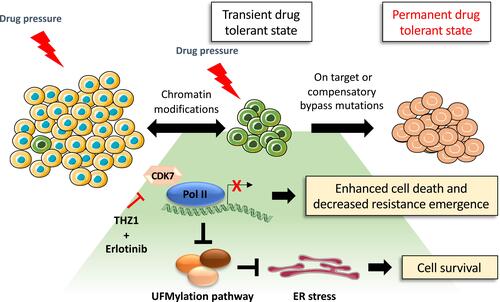 Figure 4 Proposed model of drug tolerant persister cell evolution. Under drug pressure a subpopulation of transient drug tolerant persister cells can emerge through epigenetic mechanisms. This transient DTP population can acquire permanent genetic modifications which allows for the emergence of a drug tolerant population. The transcriptionally dependent state of persister cells induced by targeted therapy can be exploited by the treatment with THZ1 which blocks transcriptional responses, promoting cancer cell death.Citation94 However, THZ1 treatment in combination with erlotinib suppresses the expression of the UFMylation pathway components which can trigger a protective unfolded protein response associated with tolerable levels of ER stress and cell survival.Citation94