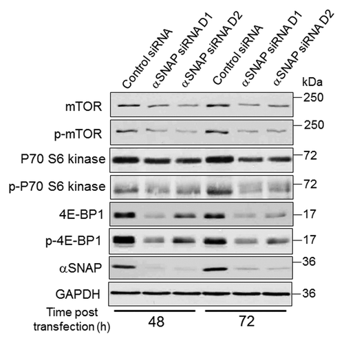 Figure 3. Loss of αSNAP decreases expression of mTOR and its downstream effector, 4E-BP1. SK-CO15 cells were transfected with either control or αSNAP-specific siRNAs. Expression and phosphorylation of mTOR and its downstream effectors p70 S6 kinase and 4E-BP1 in total-cell lysates was determined at different times post-transfection.