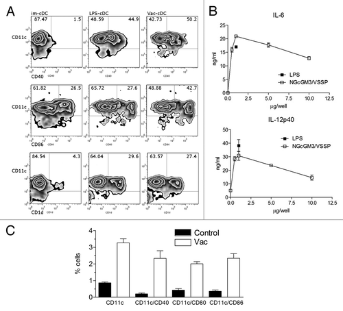 Figure 3. The NGcGM3/VSSP vaccine promotes the increase, maturation, and cytokine secretion of Bone Marrow-derived conventional-DC in vitro and in vivo. BM cells of C57BL/6 mice were differentiated in GM-CSF-enriched medium. Cells were cultured overnight in the presence of LPS-1 µg/mL (C+), NGcGM3/VSSP (VAC-1 µg/mL), or medium (im-cDC). (A) Frequency of mature CD11c+ cells. (B) IL-6 and IL-12p40 secretion by NGcGM3/VSSP treated cDC in culture. Data are representative of 2 independent experiments. (C) C57BL/6 mice were injected sc with the NGcGM3/VSSP vaccine. The bar diagram shows the percentage of mature CD11c+ cells in draining lymph nodes, 3 d after Vac or PBS (control) treatments.