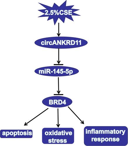 Figure 7 The illustration of circANKRD11 in regulating CSE-induced cell injury of HPMECs. CircANKRD11 regulated CSE-induced cell apoptosis, oxidative stress and inflammatory reaction by controlling BRD4 expression by sponging miR-145-5p.