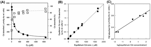 Fig. 2. Effect of cadmium concentration on absorption from a cadmium nitrate solution by A. nicotianae IAM12342 cells.Cells were assayed with the batch system described in the methods, in the presence of the indicated Cd concentrations (Ce). (A) Cadmium absorption and percent absorption by A. nicotianae cells. Symbols: Open squares indicate specific cadmium absorption (μmol Cd/g dry wt. cells); closed squares indicate total cadmium absorbed (%); dotted line: calculated cadmium absorbed (μmol Cd/g dry wt. cells) based on the Langmuir isotherm. (B) Langmuir’s and (C) Freundlich’s isotherm of the effect of cadmium concentration on the absorption of cadmium by A. nicotianae IAM12342 cells.