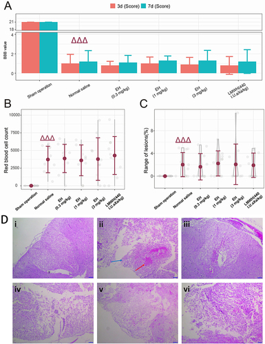 Figure 5 Effect of multiple administration of EH on the spinal cord (n=10). (A) The BBBLRS score showed that the movement of rats after SCI was limited in the normal-saline group compared with that in the sham-operation group (P < 0.001) and there was no significant effects on the BBBLRS score upon treatment with EH or LMWH. (B) The RBC count in the lesion area of the spinal cord revealed obvious bleeding after SCI, and treatment with EH or LMWH did not increase bleeding in the lesion area. (C) The range of spinal lesions (%) analyzed by Dcm2niigui and Mricron with MRI showed spinal lesions to be induced and that these lesions were not significantly affected by treatment with EH or LMWH. (D) Pathologic sections dyed with H&E. (Di) Normal tissue structure of the spinal cord. (Dii) Intact tissue structure of the spinal cord was destroyed after SCI, and some cells experienced apoptosis or necrosis, thereby resulting in infiltration of immune cells (blue arrow), and many RBCs (red arrow) appeared in the lesion area. (Diii) EH (0.3 mg/kg). (Div) EH (1.0 mg/kg). (Dv) EH (3.0 mg/kg). (Dvi) LMWH (440 IU AXa/kg bodyweight). After treatment with three doses of EH or LMWH, lesions in the spinal cord were not altered obviously. ΔΔΔP < 0.001, compared with the sham-operation group.