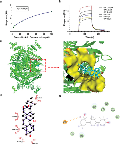 Figure 5. OA inhibits enzyme activity by directly binding to HMGCR through hydrophobic interactions. (a) Binding/dissociation/dissociation curves of different concentrations of OA with HMGCR. (b) Affinity size between OA and HMGCR. (c) The 3D docking result of OA with HMGCR. (d) Analysis of the internal forces of OA-HMGCR using Ligplot+ software. (e) Analysis of the internal forces of OA-HMGCR using discovery Studio™ software.