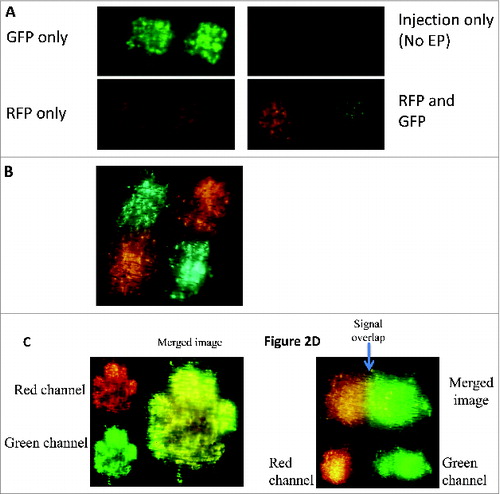 Figure 2. Overlap of reporter gene expression can be overcome by using the multi-head EP device. GFP and RFP reporter gene expression is used as a surrogate for visualizing the spatial separation of DNA plasmid vaccines. (A) Reporter gene plasmid (GFP and RFP) was delivered using the dual-head EP (m2SEP) device to spatially separate the 2 plasmids. (B) Reporter gene plasmid (GFP and RFP) was delivered using the quad-head EP (m4SEP) device to spatially separate the 2 plasmids. (C) GFP and RFP plasmid were mixed to mimic a cocktail vaccine and delivered using the single head EP device. (D) Intradermal injections of RFP and GFP plasmid were intentionally performed in close proximity of each other. The overlap of signal can be seen in the yellow band section.