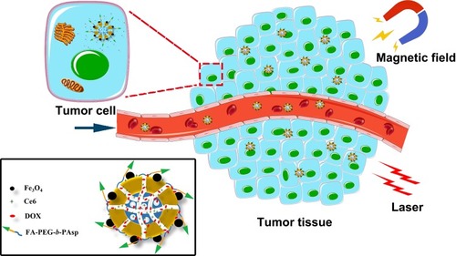 Figure 1 The scheme of nanocomposite/photodynamic chemotherapy in tumor tissues and cells.Abbreviations: Ce6, chlorin e6; DOX, doxorubicin hydrochloride.