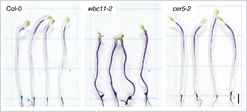 Figure 3. Effects of cafenstrole treatment on wild-type (Col-0) diploid and tetraploid Arabidopsis and on one cuticle mutant. Hypocotyl lengths of 11-day-old dark-grown seedlings grown in the absence (0 nM) or presence of cafenstrole (30 nM and 3 μM) were measured. Left panel: Hypocotyl length relative to controls (0 nM). Right panel: Response to cafenstrole treatment, calculated as the inverted ratio of the reduction in hypocotyl length under 3 μM cafenstrole treatment relative to the reduction observed in the wild type (Col-0). Hypocotyl length of dark-grown seedlings grown on MS agar plates was measured as described in Fig. 2. Mean of 3 independent biological replicates of 14–20 plants. Error bars represent SD of the mean. 2x, diploid; 4x, tetraploid.