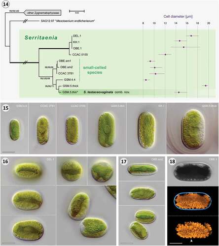 Figs 14–18. Phylogeny of the genus Serritaenia and cellular details of representative strains. Fig. 14. Unrooted Neighbour-joining phylogeny of 43 zygnematophycean rbcL gene sequences (partially collapsed) displaying the genetic diversity of the genus Serritaenia. Support values are shown on the respective branches (NJ/ML/MP) when > 50%, and branches with maximum support (100/100/100) are bold. The scale bar represents 0.02 nucleotide substitution per site and branches marked with ‘//’ were reduced in length to 40%. The cell width of the strains is shown on the right side of the diagram (purple dots = mean, purple lines = size range; n = 20). The asterisk indicates the sequence of the type species. Fig. 15. Cell morphology of six Serritaenia strains illustrating the variability of the genus. Fig. 16. Large-celled Serritaenia species (strain DEL.1) in side view (left, focal series), top view (two top right micrographs) and shortly after cell division (bottom right). Fig. 17. Cells of a small-celled representative (strain OBE.sm2) in side view. Bottom micrograph displays cells shortly after division. Fig. 18. CLSM data of a large-celled Serritaenia strain (OBE.1) revealing the complexity of the chloroplast and its serrated edges (arrowhead). The middle image displays a section through the cell in two channels (orange = chlorophyll autofluorescence; cyan = Calcofluor White fluorescence), the bottom image shows a 3D-model of the chloroplast. Scale bars in micrographs: 10 µm.