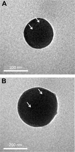 Figure 3 Transmission electron microscopic images.Notes: (A) Fe3O4-PLGA NPs and (B) Fe3O4-PLGA-cRGD nanoparticles. The iron oxide particles (white arrows) exhibited a relatively uniform distribution on the nanosized, spherical shell.Abbreviations: cRGD, cyclic Arg-Gly-Asp; PLGA, poly(lactic-co-glycolic acid).