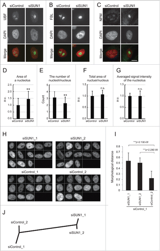 Figure 3. The larger and reduced number of nucleoli were formed in the SUN1-depleted nucleus. (A-C) Immunofluorescence analysis of SUN1-depleted MCF10A cells. Subnucleolar regions of FC, DFC, and GC were visualized using anti-UBF (A), anti-FBL (B), and anti-NPM antibodies (C), respectively (green), and chromatin DNA was counterstained with DAPI (red). Scale bar = 10 µm. (D-G) Quantitation of FBL-labeled nucleolar regions. Area of each nucleolus (D), number of nucleoli per nucleus (E), total nucleolar area per nucleus (F), average signal intensity of the nucleolus (G). The values represent the means ± SD (n >25 cells). P values were calculated using the Student t test (**p < 0.01, n.s. not significant). For (D), (F) and (G), the relative values are shown in arbitrary units (a.u.). The value for the siControl was defined as 1. (H) Gallery of nuclear images used for analysis in Figure. 3I and J. DAPI-stained nuclear regions of SUN1-depleted MCF10A cells. Bar, 10 µm. (I) Morphological distance of knockdown classes from the control (siControl_1) were measured using wndchrm. The values represent the mean ± SD of 20 independent cross-validation tests. P values were calculated using the Student t test (***p < 0.005). (J) The dendrogram reflects the morphological similarity between siControl- and siSUN1-transfected cells. The dendrogram was constructed from 20 cross-validation tests using wndchrm (n = 13 images).
