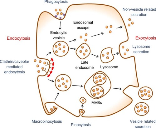 Figure 1 Schematic of endocytosis and exocytosis patterns of nanoparticles. Nanoparticles enter the cell via four types of pathway: clathrin/caveolar-mediated endocytosis, phagocytosis, macropinocytosis, and pinocytosis. Nanoparticles exit the cell via three types of pathway: lysosome secretion, vesicle-related secretion, and non-vesicle-related secretion.Abbreviation: MVBs, multivesicular bodies.