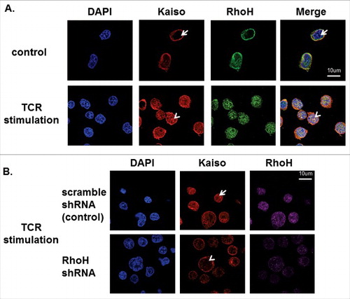 Figure 7. RhoH is required for TCR activation-induced Kaiso nuclear localization. (A) Co-localization of RhoH and Kaiso in nucleus after TCR activation. Jurkat cells were plated on anti-CD3 monoclonal antibody coated wells for 15min, fixed and stained with polyclonal anti-RhoH antibody (green), monoclonal anti-Kaiso antibody (red) and nuclear staining with DAPI (blue). Cell Images were captured by Zeiss LSM 700 Laser Scanning Confocal-Microscope with 63X magnification and processed by ZEN software (Zeiss). RhoH and Kaiso co-localized in the nucleus indicated by arrowhead vs. arrow. Represenative images of 3 independent experiments are shown. (B) RhoH knockdown is associated with the loss of Kaiso nuclear localization after TCR activation. Jurkat cells transduced with control or RhoH shRNA were plated on anti-CD3 monoclobnal antibody coated wells for 15min and then stained with monoclonal anti-Kaiso antibody (red), RhoH (purple) and nuclear DAPI staining (blue). Cell images were captured by Zeiss LSM 700 Laser Scanning Confocal-Microscope with 63X magnification and processed by ZEN software (Zeiss). The loss of RhoH and Kaiso co-localization in the nucleus indicated by arrowhead vs. arrow. The images were analyzed in a Z axis single plane with 0.9um thickness to address Kaiso nuclear localization.