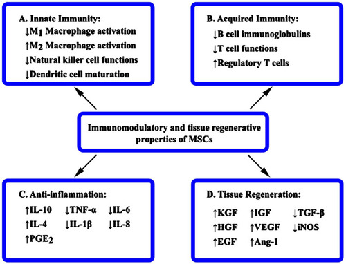 Figure 1 Mechanisms of MSC action towards COVID-19. Effective therapy for COVID-19 relies on the immunomodulatory and tissue regenerative properties of MSCs through both paracrine mechanism and cell–cell interactions.