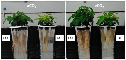 Figure 1. Soybean plants grown in nutrient solution at aCO2 (400 ppm) and eCO2 (800 ppm). After 7 days of pre-treatment in the complete nutrient solution, plants were transferred to Fe-sufficient (20 μM Fe-EDDHA) and Fe-deficient (0.5 μM Fe-EDDHA) conditions for 12 days.