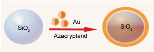 Figure 4 Schematic representation of synthesis of silica–gold nanoparticles.