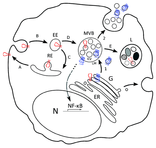 Figure 1. Model for LMP1 trafficking and signaling as compared with EGFR. Model that highlights the distinction between latent membrane protein 1 (LMP1, in blue) trafficking via multivesicular bodies (MVB) into exosomes and Endothelial Growth Factor Receptor (EGFR, in red) trafficking and degradation in lysosomes. (1) LMP1 is synthesized in the ER and traffics through the Golgi (G). Subsequently, LMP1 traffics to and accumulates in microdomains of the limiting membrane (LM) of multivesicular bodies (MVBs). Inward budding of microdomains that contain LMP1 form intraluminal vesicles (ILVs). (2) ILVs that contain LMP1 are secreted as exosomes upon fusion of the LM with the plasma membrane (PM). In all steps from Golgi to LM the C-terminus of LMP1 that mediates NF-kB signaling is exposed to the cytoplasm. EGFR in contrast traffics to the plasma membrane (A), is ubiquitinated and internalized in early endosomes (B). A fraction is re-expressed at the PM via recycling endosomes (C), the remainder is incorporated in MVBs (D) and targeted for degradation (E) by fusion with lysosomes (L). Both PM associated and internalized EGFR signal after EGF binding.