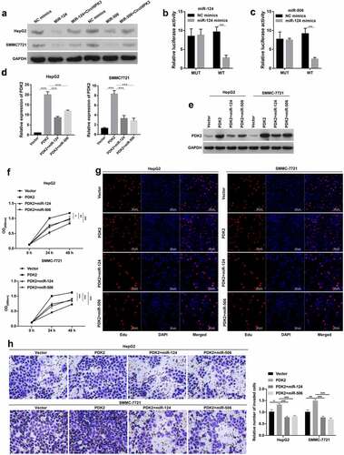 Figure 4. Overexpression of PDK2 markedly enhanced tumorigenesis of HCC cells mediated by miR-124 or miR-506. (a) Western blotting analysis revealed the change in expression of PDK2 in HepG2 cells after transfection with miR-124 or miR-506 and circHIPK3 plasmids. (b and c) The interaction between PDK2 and miR-124 or miR-506 was also determined with a dual luciferase reporter assay in HepG2 cells. (d and e) RT–qPCR was conducted to examine PDK2 expression in HCC cells after transfection with the PDK2 plasmid and miR-124 or miR-506. The effects of PDK2 and miR-124 or miR-506 on cell proliferation and invasion were tested with CCK-8 (f), EdU (g) and Transwell assays (h). *P< 0.05, **P< 0.01, ***P< 0.001.