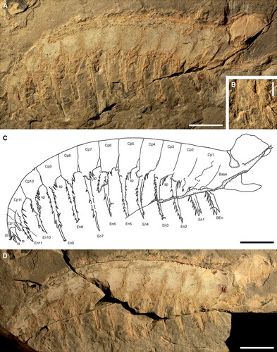 Figure 8. Echidnacaris briggsi (Nedin, Citation1995) comb. nov. Holotype SAMA P40180a, b. Frontal appendage. A, overview of part. B, detail of distal end of appendage, including podomeres 12 and 13, and En11. C, camera lucida drawing (incorporating information from counterpart). D, overview of counterpart (flipped horizontally to facilitate comparison). Abbreviations: BEn, base endite; Cp2—Cp12, claw podomeres 2–12; ds, dorsal spine; En1–11, endites of claw podomeres 1–11; sp, spinules; ts, terminal spines on Cp13. Scale bars: A, C, D = 20 mm; B = 5 mm.