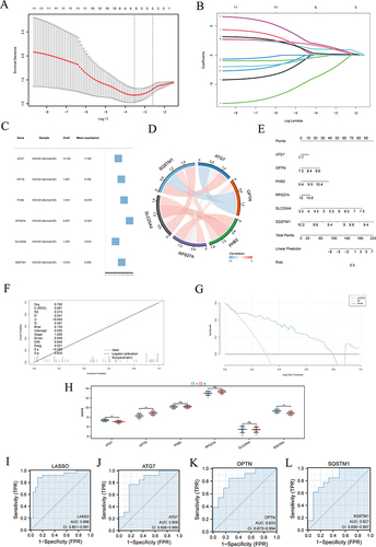 Figure 6 Construction and diagnostic performance of LASSO-Cox diagnostic mode genes. (A) LASSO regression diagnostic model diagram of hub genes. (B) LASSO variable trajectory of hub genes diagnostic model. (C) Forest map of hub genes in diagnostic model. (D) Chordal diagram of gene expression correlation in LASSO model. (E-G) Nomogram, calibration curve and DCA diagram of Cox regression model. (H) Differential analysis of LASSO model gene expression in subtypes (A and B) group comparison box diagram. (I) ROC validation of Cox regression model. (J-L) ROC validation of ATG7 (J), OPTN (K) and SQSTM1 (L) in different IDD subtypes. The symbol ns is not statistically significant. **p < 0.01.