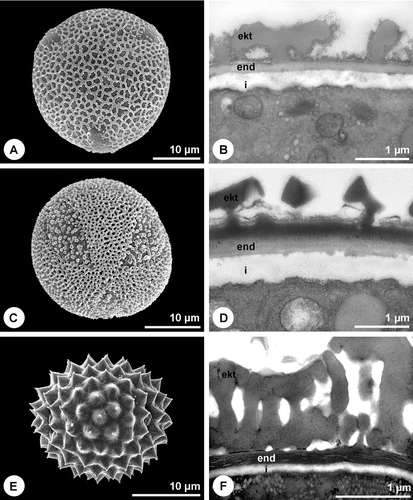 Figure 4 Pollen walls with compact endexine.A. Fraxinus excelsior. Overall view of the ash pollen grain. B. Fraxinus excelsior. Cross section of pollen grain wall. Compact endexine. TEM, PA+TCH+Sp (short). C. Platanus×hispanica. Overall view of the plane pollen grain. D. Platanus×hispanica. Cross section of pollen grain wall. Compact endexine. PA+TCH+Sp (short). E. Ambrosia artemisiifolia. Overall view of the ragweed pollen grain. F. Ambrosia artemisiifolia. Cross section of pollen grain wall. Laminated endexine. KMnO4. A, C & E. SEM. B, D & F. TEM (ekt = ektexine, end = endexine, i = intine).
