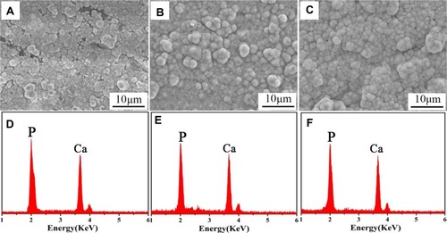 Figure 5 SEM photographs of surface morphology of PC (A), PCP (B) and PCPS (C) soaked into SBF for 7 days, and EDS spectra of deposits on PC (D), PCP (E) and PCPS (F) surface.Abbreviations: SEM, scanning electron microscope; PC, polyetheretherketone/nano magnesium silicate composite; PCP, PC treated by particle impact; PCPS, PCP treated by concentrated sulfuric acid; SBF, simulated body fluid; EDS, energy dispersive spectrometer.