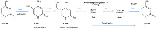 Figure 2 The cytosine methylation and demethylation system. 5methyl cytosine (5mC) is generated by the action of DNA methyltransferases (DNMTs). In specific contexts, likely driven by tissue-specific DNA-binding transcription factors, selected 5 mC residues are oxidized by TET enzymes to produce 5hmC (5-hydroxymethyl cytosine), which can be further oxidized to 5 fC (5-formyl cytosine) and 5caC (5-carboxy cytosine). Alternatively, 5fC and 5caC can be excised by thymidine DNA glycosylase (TDG) and repaired by the base excision repair mechanism to cytosine.